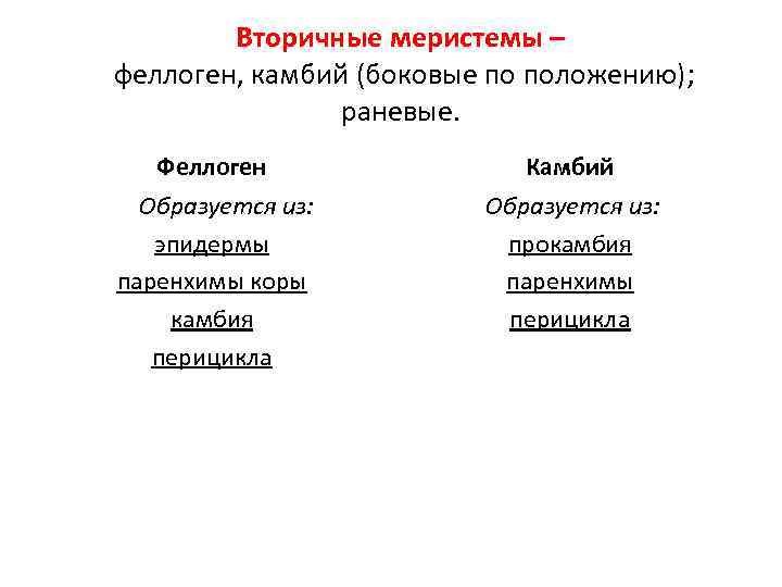 Вторичные меристемы – феллоген, камбий (боковые по положению); раневые. Феллоген Камбий Образуется из: эпидермы