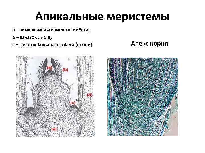 Апикальные меристемы a – апикальная меристема побега, b – зачаток листа, c – зачаток