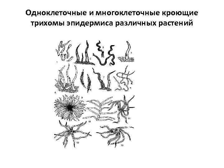 Одноклеточные и многоклеточные кроющие трихомы эпидермиса различных растений 