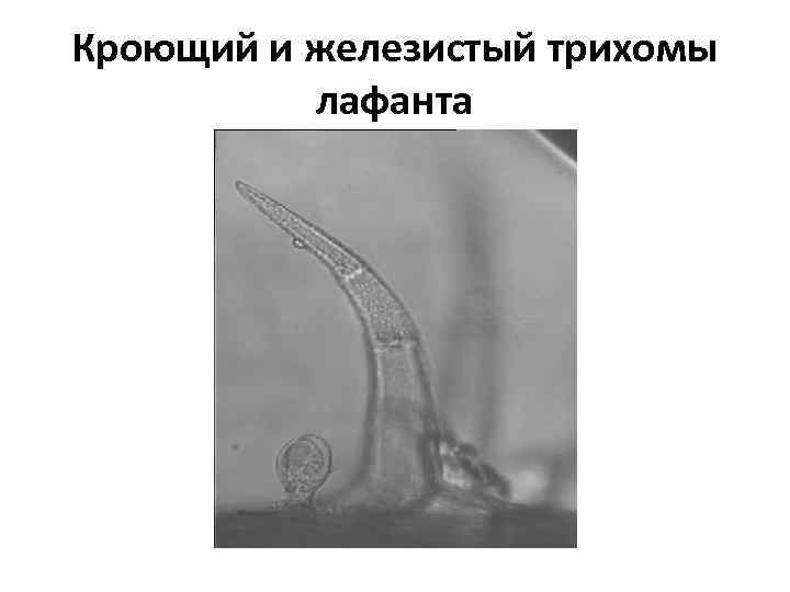 Кроющий и железистый трихомы лафанта 