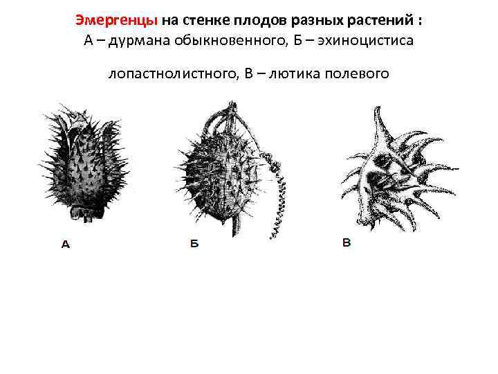 Эмергенцы на стенке плодов разных растений : А – дурмана обыкновенного, Б – эхиноцистиса