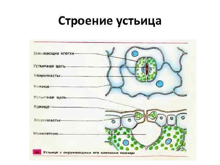 Строение устьица 