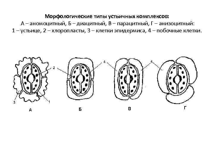 Морфологические типы устьичных комплексов: А – аномоцитный, Б – диацитный, В – парацитный, Г