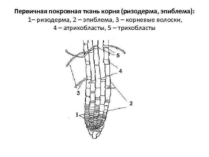 Первичная покровная ткань корня (ризодерма, эпиблема): 1– ризодерма, 2 – эпиблема, 3 – корневые