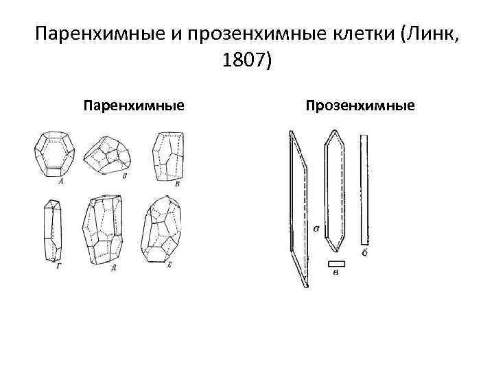 Паренхимные и прозенхимные клетки (Линк, 1807) Паренхимные Прозенхимные 