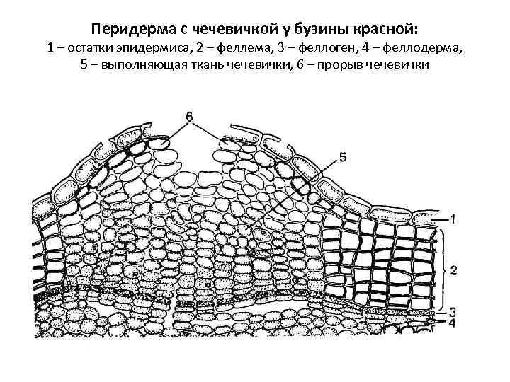 Перидерма с чечевичкой у бузины красной: 1 – остатки эпидермиса, 2 – феллема, 3