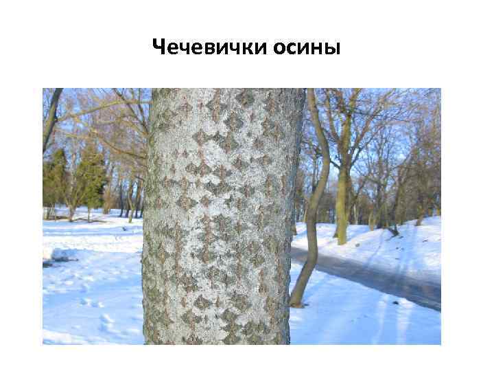 Чечевички