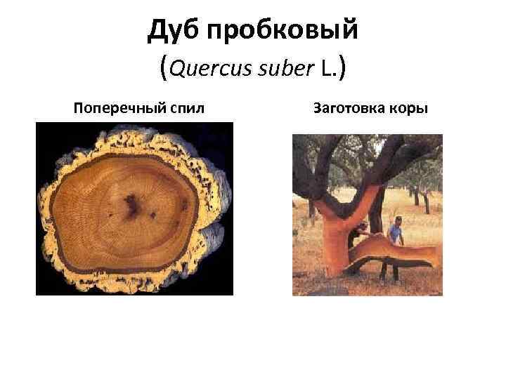 Дуб пробковый (Quercus suber L. ) Поперечный спил Заготовка коры 