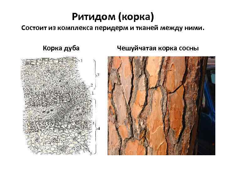 Корка кольцеобразная и чешуйчатая схемы