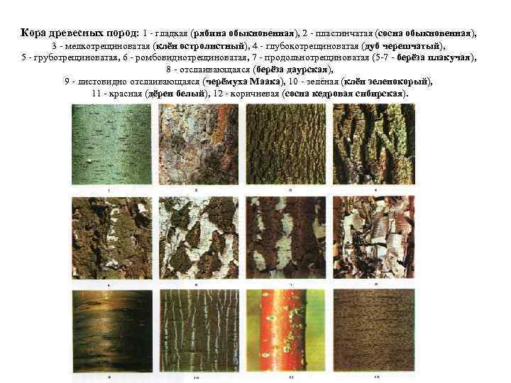 Кора древесных пород: 1 - гладкая (рябина обыкновенная), 2 - пластинчатая (сосна обыкновенная), 3