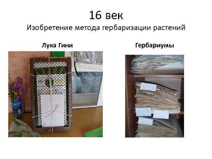 16 век Изобретение метода гербаризации растений Лука Гини Гербариумы 