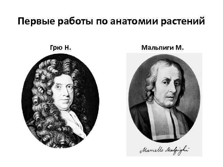 Первые работы по анатомии растений Грю Н. Мальпиги М. 