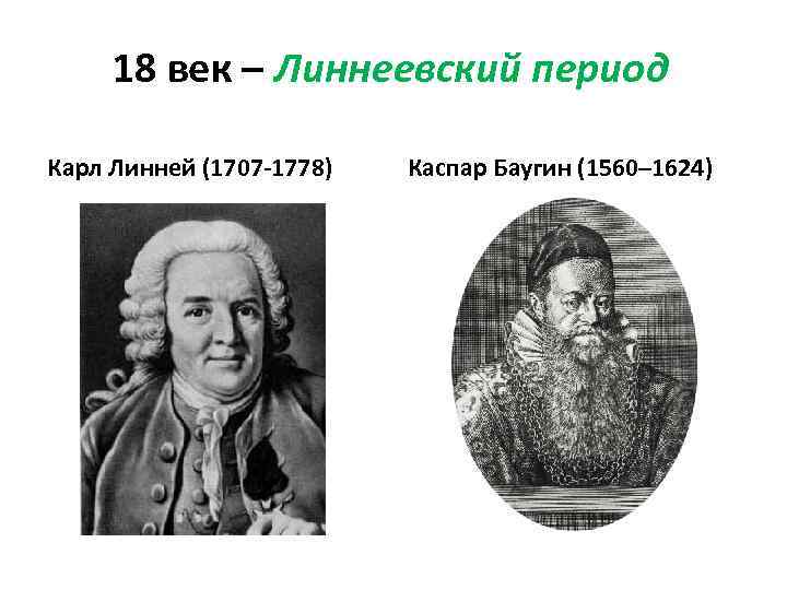18 век – Линнеевский период Карл Линней (1707 -1778) Каспар Баугин (1560– 1624) 