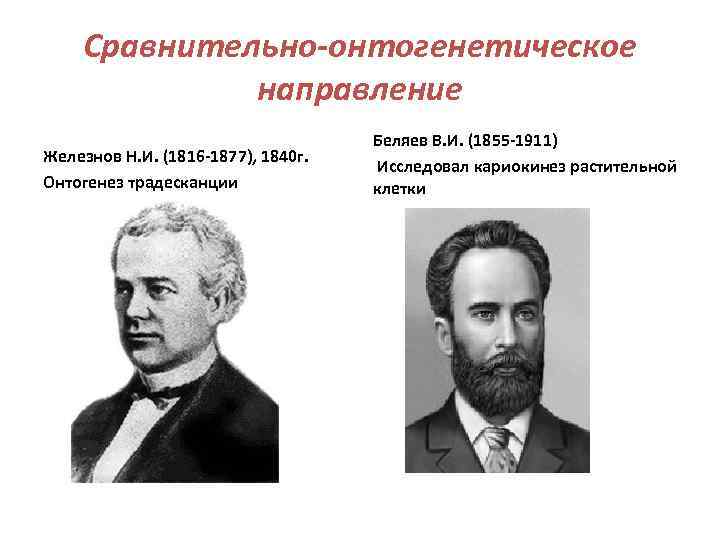 Сравнительно-онтогенетическое направление Железнов Н. И. (1816 -1877), 1840 г. Онтогенез традесканции Беляев В. И.
