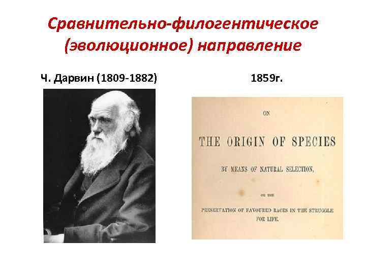 Сравнительно-филогентическое (эволюционное) направление Ч. Дарвин (1809 -1882) 1859 г. 