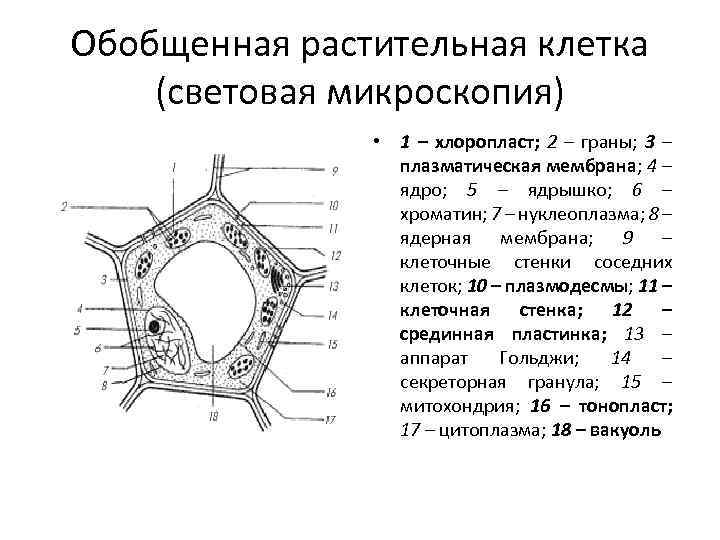 Обобщенная растительная клетка (световая микроскопия) • 1 – хлоропласт; 2 – граны; 3 –