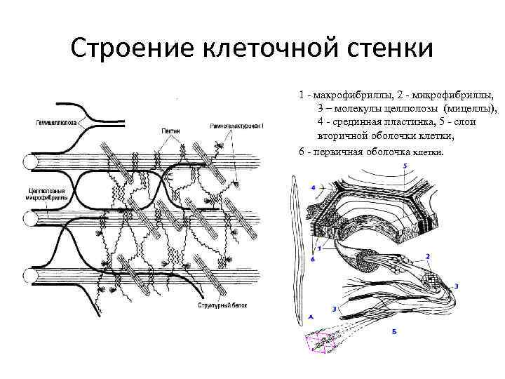 Строение клеточной стенки 1 - макрофибриллы, 2 - микрофибриллы, 3 – молекулы целлюлозы (мицеллы),