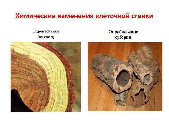 Химические изменения клеточной стенки Одревеснение (лигнин) Опробковение (суберин) 