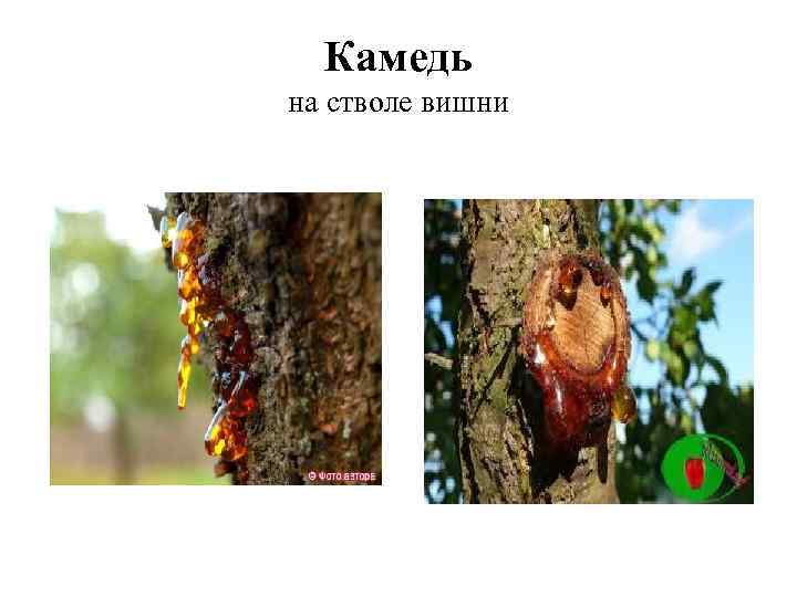 Камедь на стволе вишни 