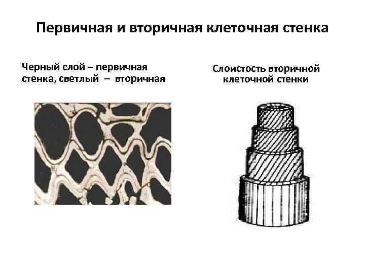 Первичная и вторичная клеточная стенка Черный слой – первичная стенка, светлый – вторичная Слоистость