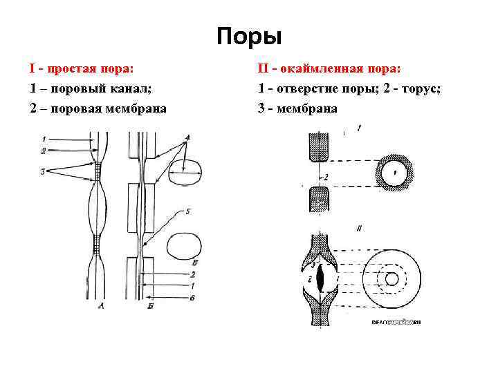 Поры I - простая пора: 1 – поровый канал; 2 – поровая мембрана II