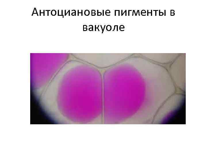 Антоциановые пигменты в вакуоле 