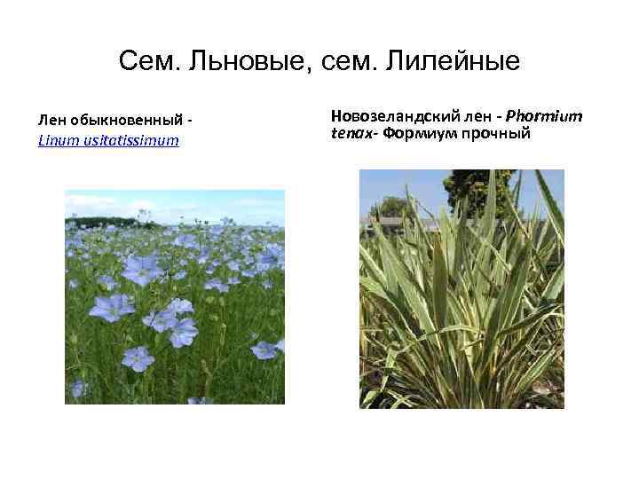 Сем. Льновые, сем. Лилейные Лен обыкновенный Linum usitatissimum Новозеландский лен - Phormium tenax- Формиум