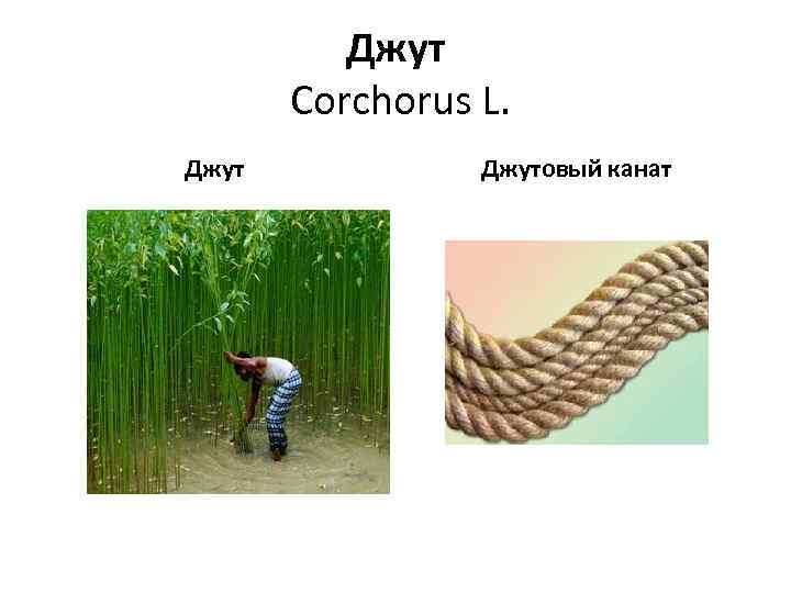 Джут Corchorus L. Джутовый канат 