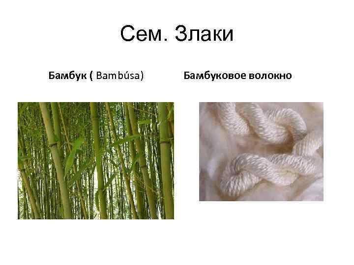 Сем. Злаки Бамбук ( Bambúsa) Бамбуковое волокно 