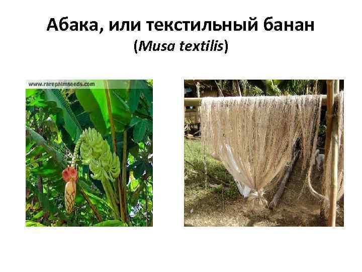 Абака, или текстильный банан (Musa textilis) 
