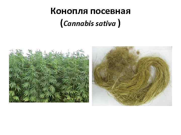 Конопля посевная (Cannabis sativa ) 