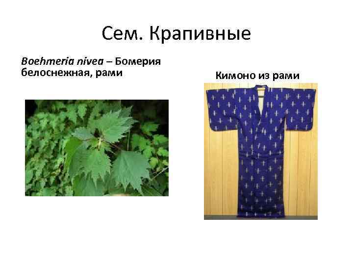 Сем. Крапивные Boehmeria nivea – Бомерия белоснежная, рами Кимоно из рами 
