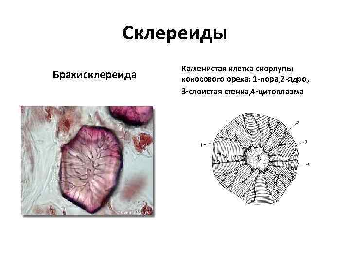 Склереиды Брахисклереида Каменистая клетка скорлупы кокосового ореха: 1 -пора, 2 -ядро, 3 -слоистая стенка,