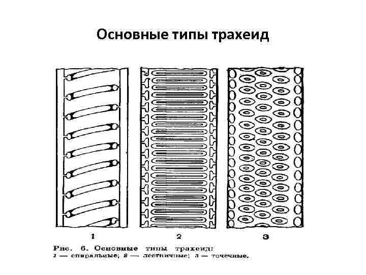 Основные типы трахеид 