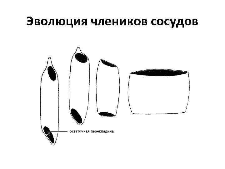 Эволюция члеников сосудов 
