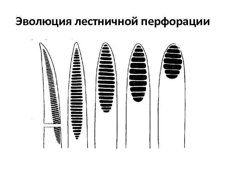 Эволюция лестничной перфорации 