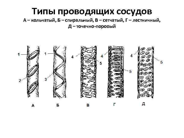 Проводящие сосуды. Типы утолщений сосудов ксилемы. Кольчатый сосуд ксилемы. Типы утолщений сосудов ксилемы лестничный. Пористый сосуд ксилемы.