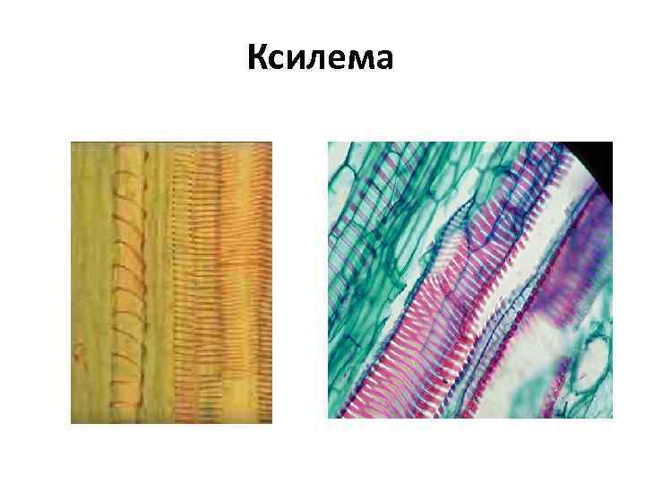 Ксилема 