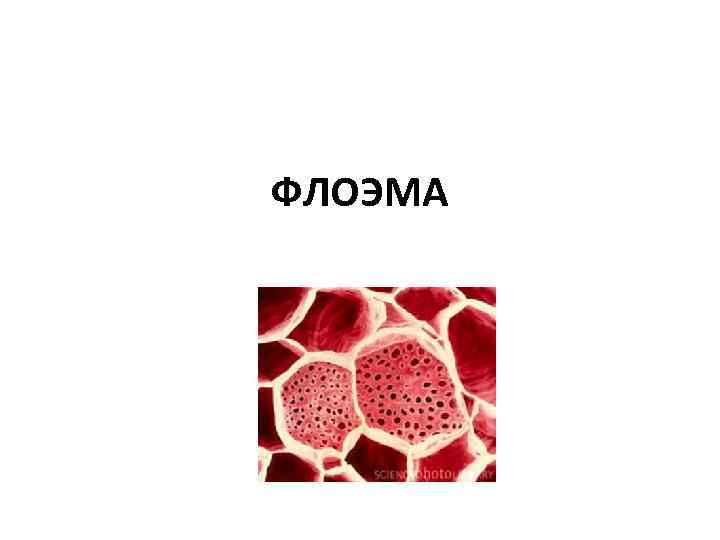 ФЛОЭМА 