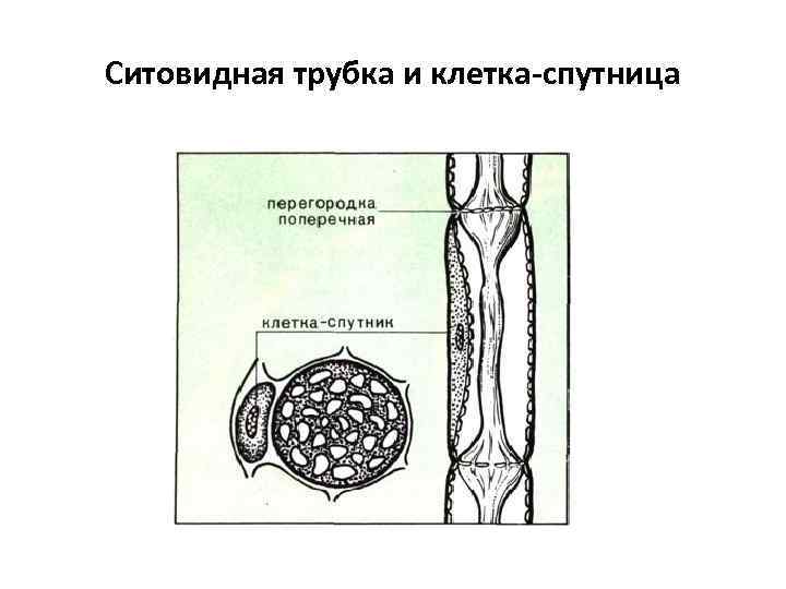 Ситовидные трубки и клетки-спутницы. Ситовидные клетки и ситовидные трубки. Ситовидные клетки и клетки спутницы. Ситовидные трубки и клетки спутницы функции.