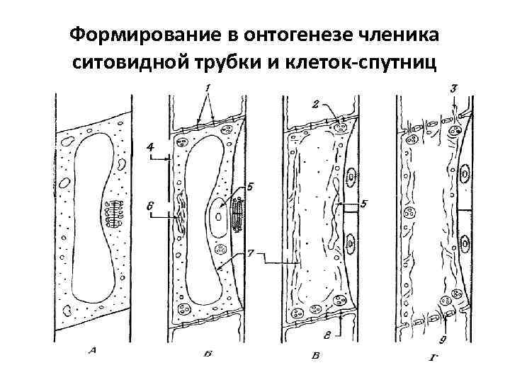 Тангентальные стенки