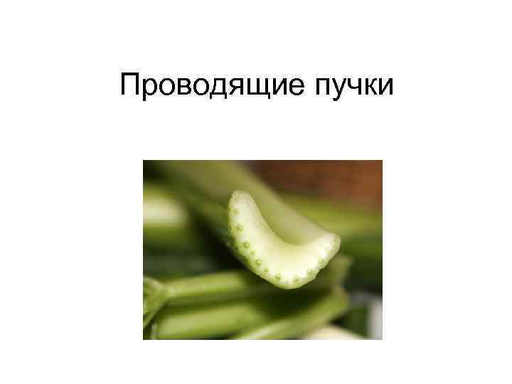 Проводящие пучки 