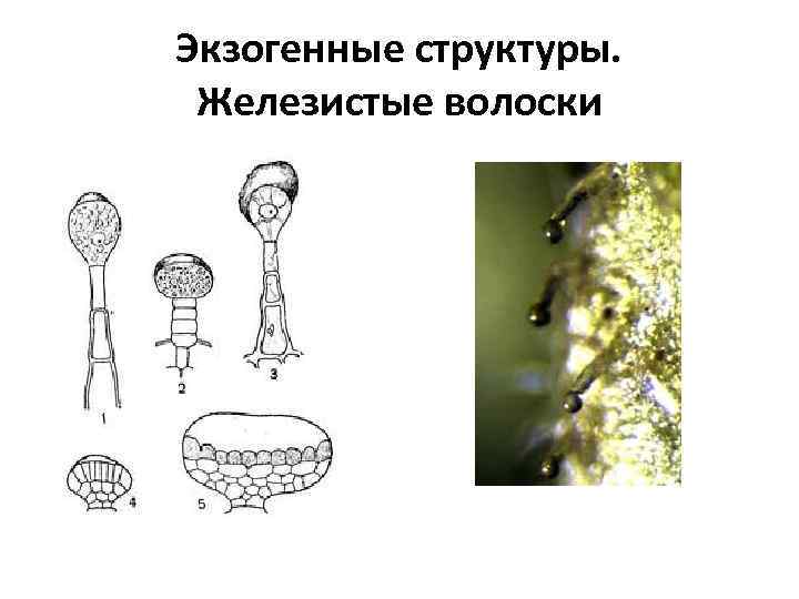 Экзогенные структуры. Железистые волоски 