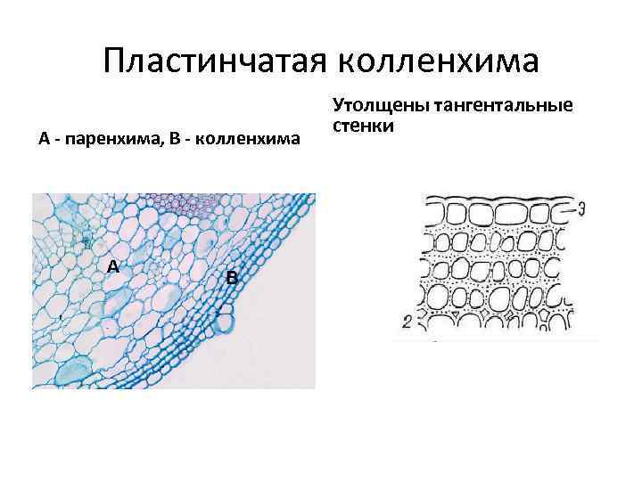 Механическая ткань жилки листа