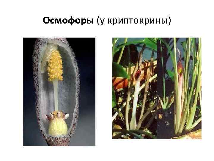 Осмофоры (у криптокрины) 