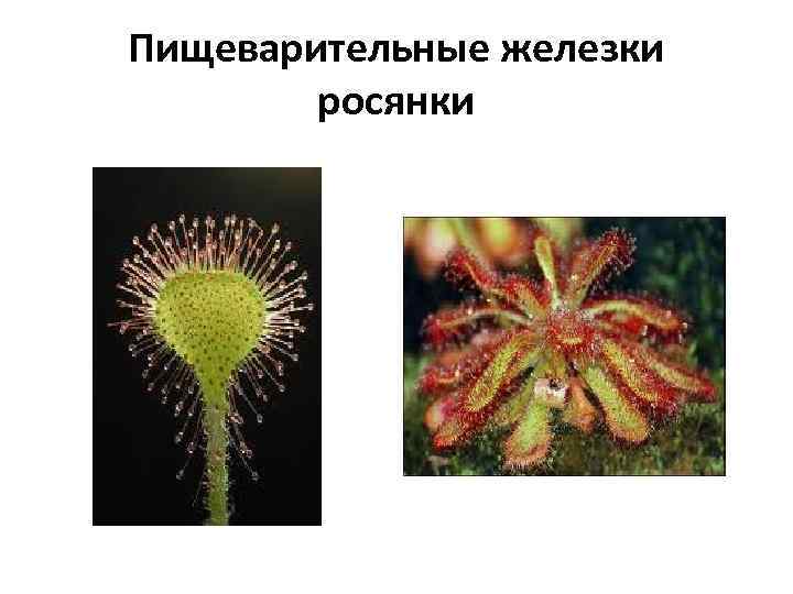 Пищеварительные железки росянки 