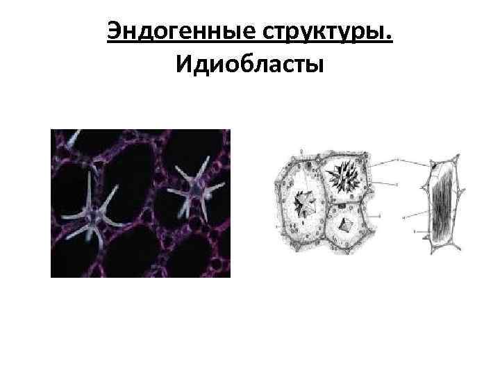 Эндогенные структуры. Идиобласты 