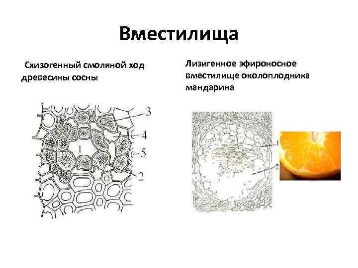 Вместилища Схизогенный смоляной ход древесины сосны Лизигенное эфироносное вместилище околоплодника мандарина 
