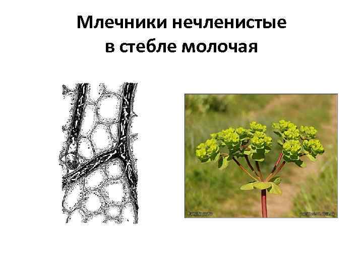 Млечники нечленистые в стебле молочая 