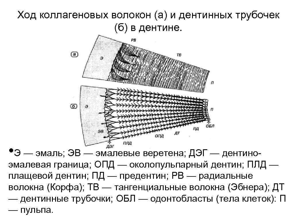 Ход коллагеновых волокон (а) и дентинных трубочек (б) в дентине. • Э — эмаль;